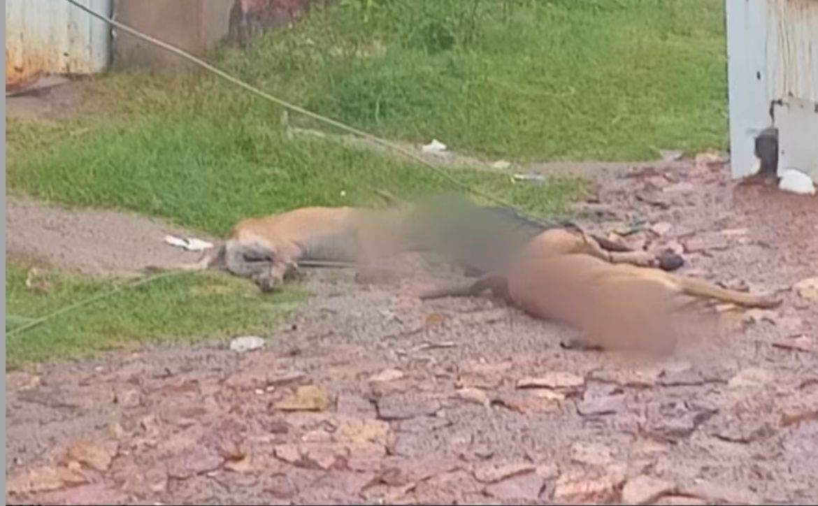 Três animais morreram eletrocutados por um fio de alta tensão no Crato