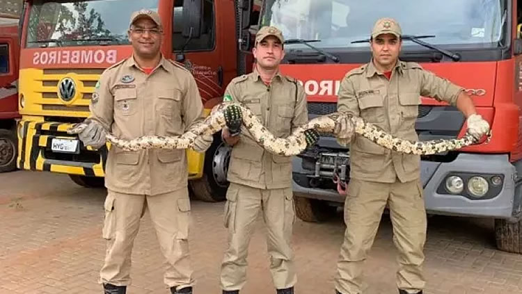 Ceará intensifica ações de combate a maus-tratos