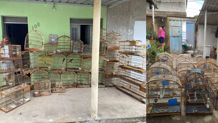 BPMA vai ao Crato e apreende 74 aves silvestres em casas na Vila São Bento