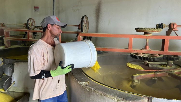 Cultura da mandioca é responsável por cerca de 30% dos empregos em Salitre, aponta estudo